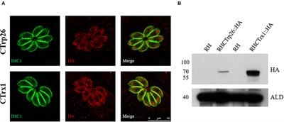 Functional Characterization of Two Thioredoxin Proteins of Toxoplasma gondii Using the CRISPR-Cas9 System